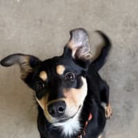 Photo of Goober Jnr (Goobz Joonz)