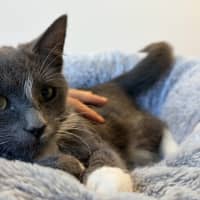 Photo of Earl Grey Matcha