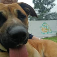 Photo of Gertie