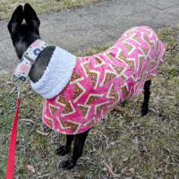 Photo of Lucy Lou, The Greyhound