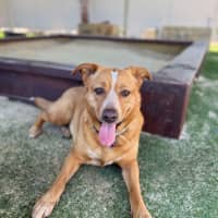 Photo of Phoebe   4 Year Old Cattle Dog X