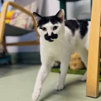 Photo of Scout