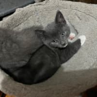 Photo of Dazzle **2nd Chance Cat Rescue **