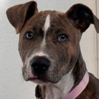 Photo of Dixie