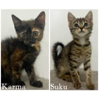 Photo of 11671 & 11779   Karma & Suku