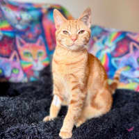 Photo of Boris   In Foster Care In Templestowe