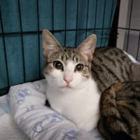 Photo of Misty