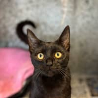 Photo of Midnight