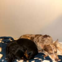 Photo of Bean   1 Year Old Dachshund X