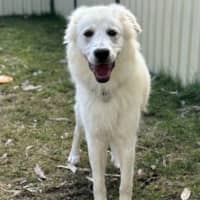 Photo of Buddy
