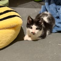 Photo of Felix