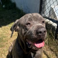 Photo of Koda (1068)