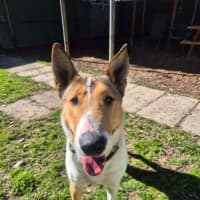 Photo of Koda