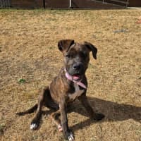 Photo of Willow