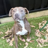 Photo of Moxie