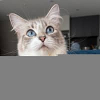 Photo of Violet