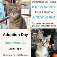 Photo of Rocky **2nd Chance Rescue **