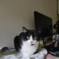 Photo of Barney