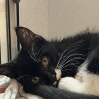 Photo of Ebony