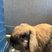 Photo of Tigger