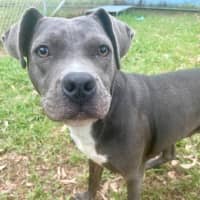Photo of Bluebelle