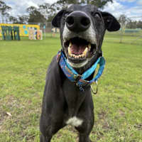 Photo of Banoffee (Benny) The Greyhound