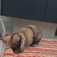 Photo of Peanut
