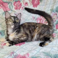 Photo of Rainbow Cabbage 🌈