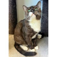 Photo of 11026   Oryx