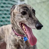 Photo of Asparagus The Greyhound