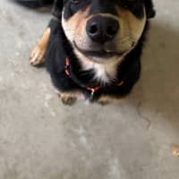 Photo of Goober Jnr (Goobz Joonz)