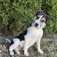 Photo of Flint