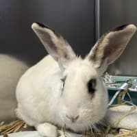Photo of Rabunzel (Daisy)