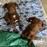 Photo of Polly Waffle