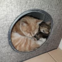 Photo of Rosalee & Sherlock   Assisted Rehome