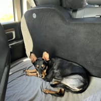 Photo of Toby 