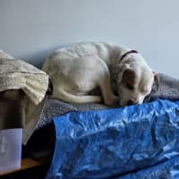 Photo of Marble