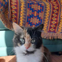 Photo of Elisabeth Sparkle