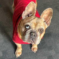 Photo of Luna Wensleydale