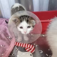 Photo of Meow