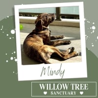 Photo of Mindy