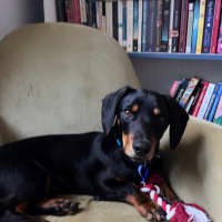 Photo of Rooster   9 Month Old Dachshund X Kelpie