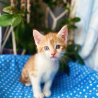 Photo of Hank And Zog