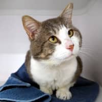 Photo of Flash Sta012942