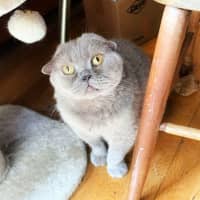 Photo of 🪻Wisteria🪻