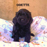 Photo of Odette