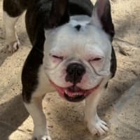 Photo of Kylo   5 Year Old French Bulldog 