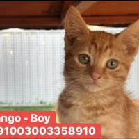 Photo of Tango