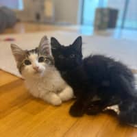 Photo of Orlando And Clem 