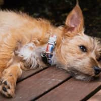 Photo of Albie Valenti